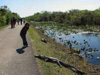 В некоторых странах можно совершать прогулки прямо в зоне обитания крокодилов.