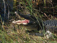 Открытая пасть крокодила может говорить о кровожадном характере этого животного.
