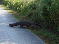 На качественном асфальтовом покрытии даже злобный крокодил согласен стать пешеходом.
