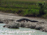 В воде крокодил всегда чувствует себя более защищенным, поэтому при первых признаках опасности устремляется к воде.