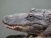 Далеко не все крокодилы испытывают панический страх при виде человека.