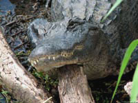 Использование старого пня в качестве подставки для головы – новое изобретение современных крокодилов.