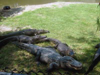 Не с проста кучкуются эти крокодилы у входа на свою территорию – ведь обеденное время давно наступило.