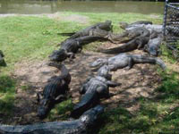 Крокодилам очень не просто расставить акценты в обеденное время, когда в стае нет признанного вожака.
