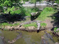 В течение одного дня крокодилы могут многократно входить в воду и вылезать обратно на берег.