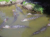В ходе эволюции крокодилы настолько привыкли испражняться в воду, в которой живут, что попытка приучить их к биотуалету не дала абсолютно никаких результатов.