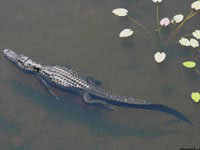 В воде крокодил обладает большой маневренностью, и может развивать приличную скорость.