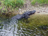 Бросая камешки в воду, смотрите, чтобы к вам незаметно не подкрался голодный крокодил, иначе такое бросание будет пустою забавою.