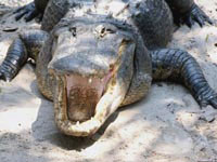 Челюсти у взрослого крокодила настолько мощные, что если они смыкаются на теле жертвы, это, как правило, приводит к летальному исходу.