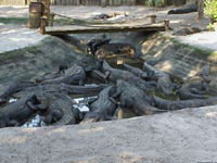 Крокодилы не очень прихотливы в плане наличия просторной территории, поэтому часто их содержат как скот в тесном загоне.