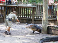 Сотрудник зоопарка, в обязанности которого входит кормление крокодила, имеет целых две рации, чтобы вовремя сообщить, что его съели.