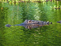 Ненавязчивое спокойствие взрослого крокодила в любой момент может перейти в молниеносный бросок и громкий щелчок зубами.