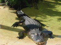 Крокодилы унаследовали от динозавров не только прочную кожу и острые зубы, но и беспощадный характер.