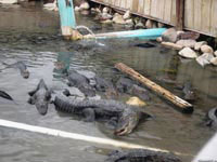 Уже 200 миллионов лет существуют крокодилы, и в каких только лужах они за это время не проживали! Изображенная на этом фото лужа с аллигаторами – не худший вариант.