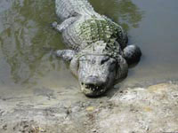 Поскольку крокодилы являются холоднокровными животными, они постоянно нуждаются в водоеме для регулирования температуры своего тела.
