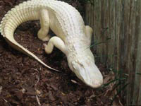 Обычный деревянный забор может стать непреодолимым препятствием для крокодила, не зависимо от цвета его кожи.