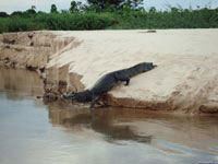 Когда длина крокодила увеличивается до нескольких метров, одними головастиками его уже не прокормишь.