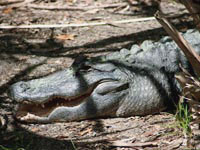 Зловещий образ крокодила прочно привит нам доблестными средствами массовой информации.