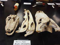 Череп американского аллигатора может занять достойное место в любом музее, посвященном ископаемым останкам.