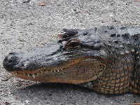 Дожившему до таких размеров крокодилу удалось попасть в те самые 5%, что доживают до зрелого возраста.