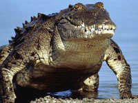 Во время утренней зарядки крокодилы часто выполняют такое упражнение, как «упал, отжался»...