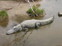 Миллионы лет крокодилы не ассоциировались с лицемерием, и только когда на планете появились люди, «крокодиловы следы» начали привлекать к себе пристальное внимание.