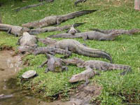 Поскольку лежащие на берегу аллигаторы не разевают пасть, видимо, температура окружающей среды их вполне устраивает.