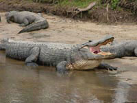 Широко раскрыв пасть, этот крокодил за счет испарения влаги сможет немного снизить температуру своего тела.