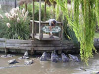 Когда сотрудник зоопарка начинает кормление своих подданных, среди крокодилов возникает вполне здоровая конкуренция.