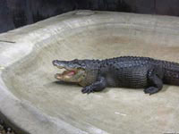 Этому крокодилу надоело жрать тухлое мясо, и всем своим недовольным видом он показывает, что хочет живого козленка.