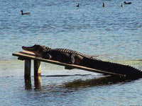 Чтобы слегка обсохнуть и согреться на солнышке, аллигатор покинул водную стихию и взобрался на деревянный лежак.