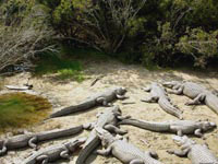 В зависимости от температуры окружающего воздуха аллигаторы могут вести сухопутный или водный образ жизни.