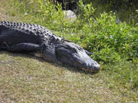 Если крокодил уснул, это вовсе не значит, что он перестал охранять свою территорию.