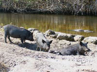 Крокодил терпеливо ждет, когда глупые дикие свиньи подойдут поближе к берегу и попадут в его стальные челюсти.