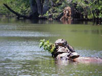 Чтобы люде его окончательно не истребили, этот крокодил решил спрятаться посередине озера.