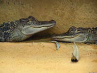 Крокодилы одинаковых размеров могут отдыхать, лежа лицом к лицу, так как не смогут друг друга съесть.