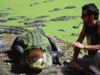 Широко открытая пасть крокодила может говорить о том, что он перегрелся на солнце. Однако, хочет ли он кушать, можно выяснить только опытным путем.