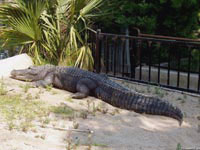 Крокодил с длиной тела в несколько метров может испытывать к себе повышенное внимание со стороны зевак и ротозеев.