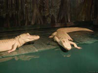 Белые крокодилы получают полностью сбалансированное питание, поэтому у них нет причин ненавидеть человека.