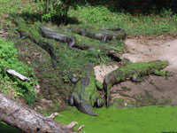 Зеленая болотная тина среди зеленой травы признана хорошим способом маскировки среди многих видов крокодилов.