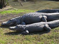 Программа увеличения численности редких животных помогла выжить многим видам крокодилов.