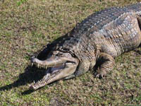 Гавиаловый крокодил, особенно когда он голоден, способен нагнать страху на кого угодно.
