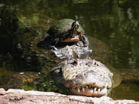 Из-за своей медлительности черепахи часто пользуются транспортными услугами крокодилов, однако в случае голода клиент будет немедленно съеден.
