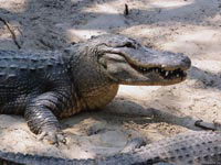 Ржет крокодил, или просто ухмыляется, определить практически не возможно. Ведь у этих рептилий грань между иронией и сарказмом весьма условная.